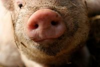 Antibiotics in Food: Health Risks, Sources, and How to Avoid Them