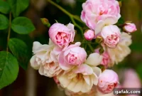 12 Vintage Flowers Featured in Anne of Green Gables