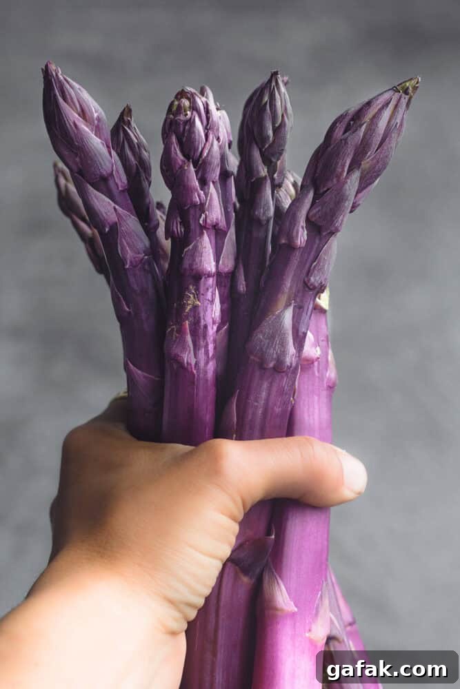 Purple Asparagus: Sweet, Anthocyanin-Rich Spears for Flavor & Nutrition 2 Hand holding a bundle of deep purple asparagus spears upright against a gray background, tips facing up