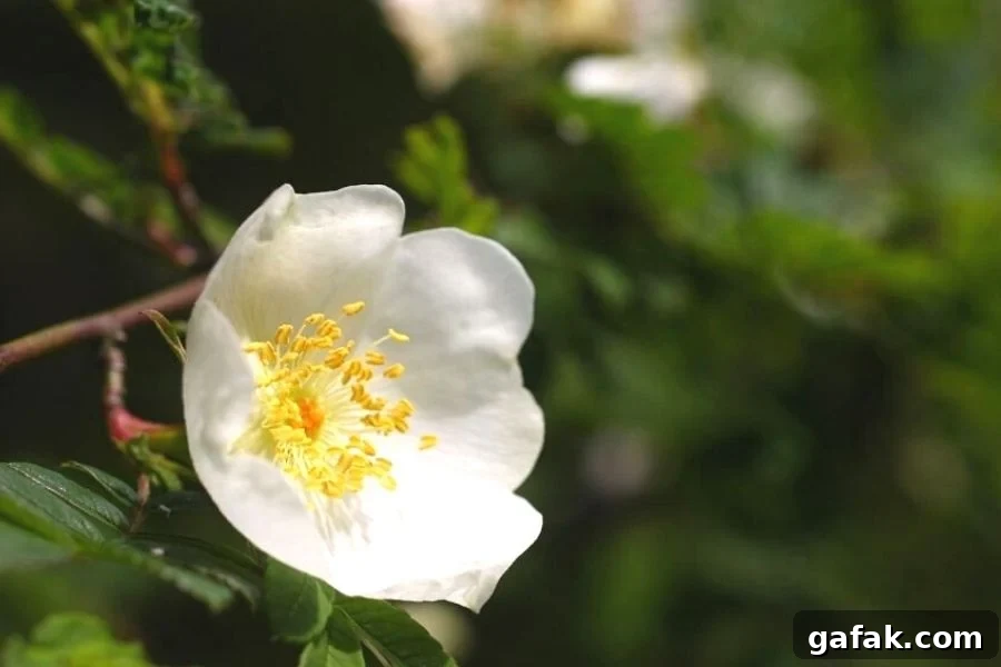 a single, white scotch rose blooming on the bush with yellow stamens lifted up to the light
