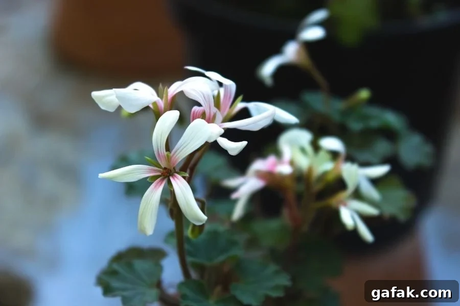 A potted, apple scented geranium sitting on a shelf. It's another old fashioned flower from Anne of Green Gables, one that Marilla kept on the kitchen sill. 