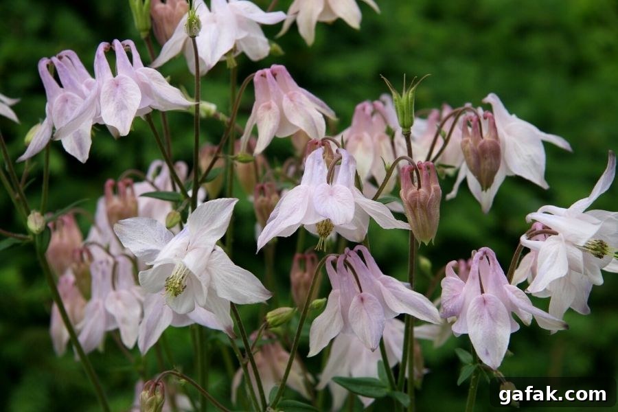 A group of delicate, soft pink columbine flowers, something like what would have been grown in Anne of Green Gables