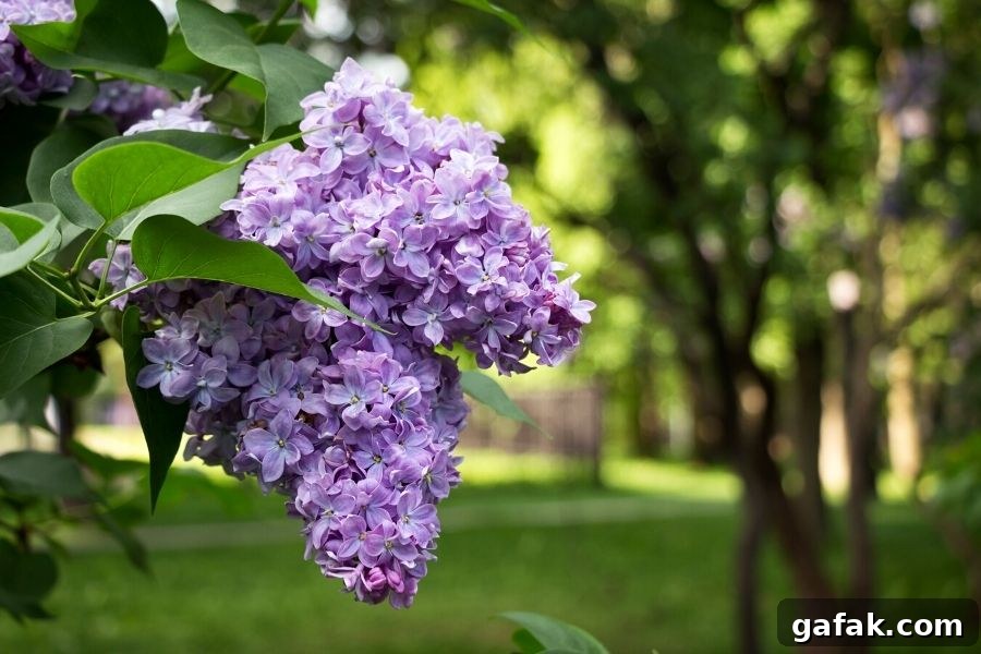 Lavender colored, fragrant lilac blossoms overhanging on the grass. Lilacs are one of the old fashioned flowers mentioned in Anne of Green Gables. 