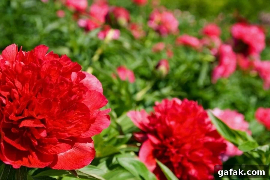 Old fashioned crimson red peonies growing a in garden patch
