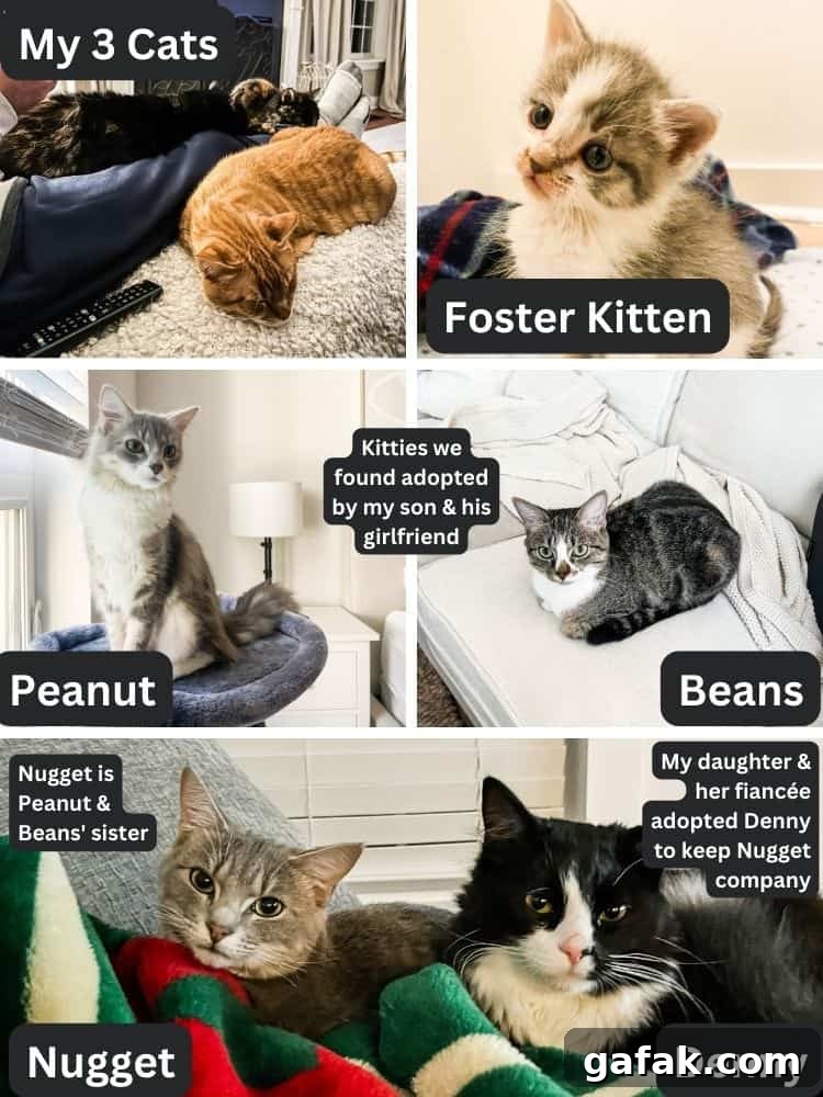 Collage of cats adopted by Anne's family.