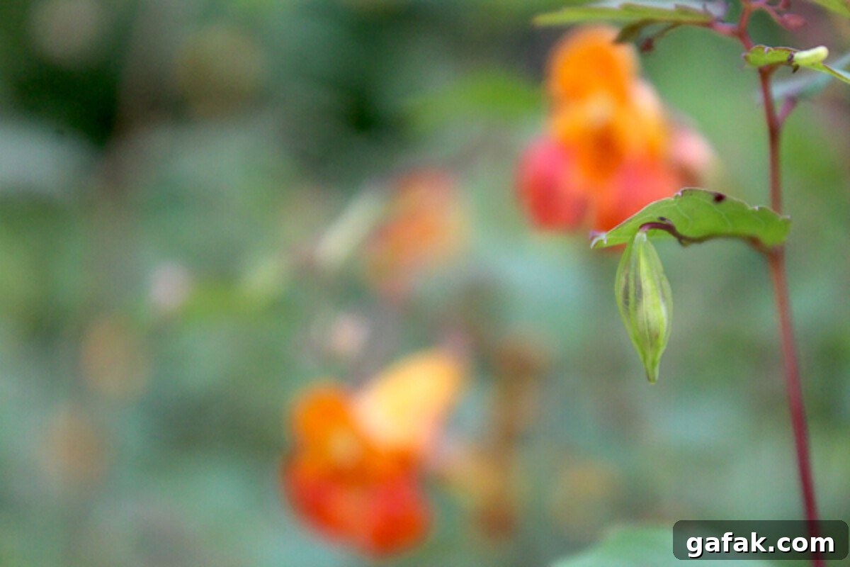 Jewelweed Seed Pod on Plant