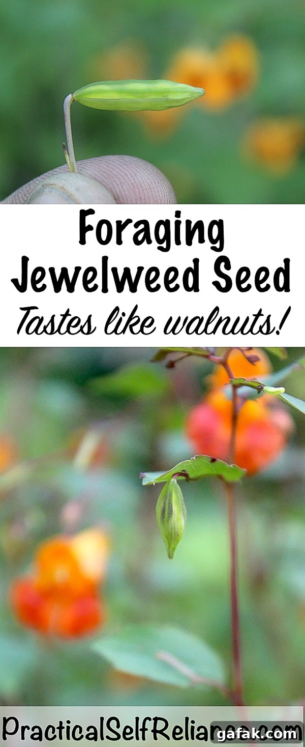 Foraging Jewelweed Seed ~ Tastes Like Walnuts! #foraging #forage #wildcrafting #wildedibles #jewelweed #uses