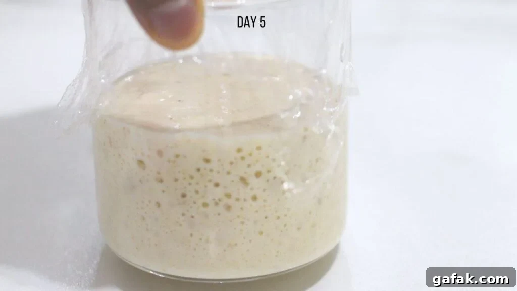making sourdough starter from scratch