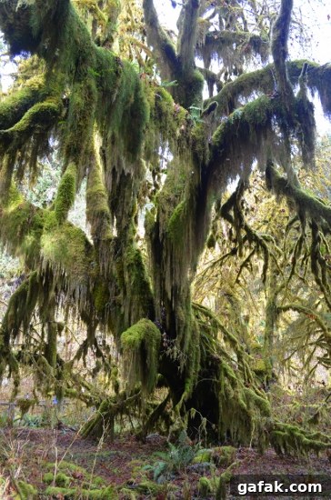 Hoh Rainforest Hoh Rainforest