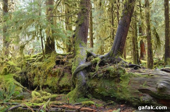 Trees growing out of fallen logs Trees growing out of fallen logs
