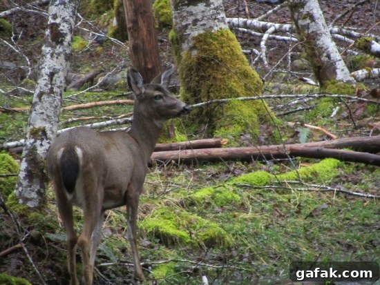 Deer roaming Deer near the hot springs