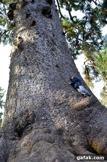 World's largest spruce tree Son climbing the world's largest spruce tree